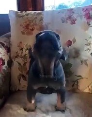 Le meilleur cri de bulldog jamais entendu ! Ecoutez !