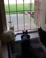 Hilarant ! Regardez comment ces chats vont réagir lorsqu'un chien leur fait peur !