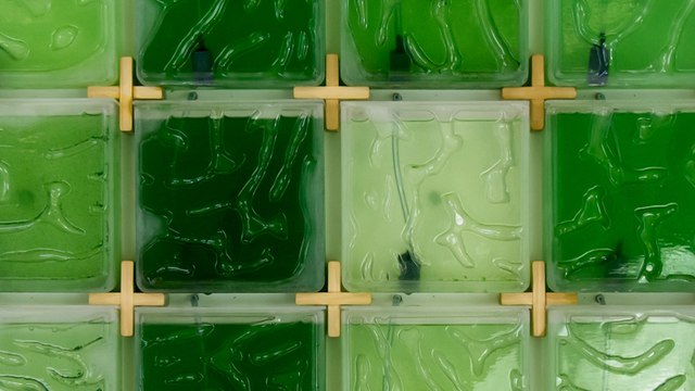 This wall-mounted farming kit lets you grow your own algae at home