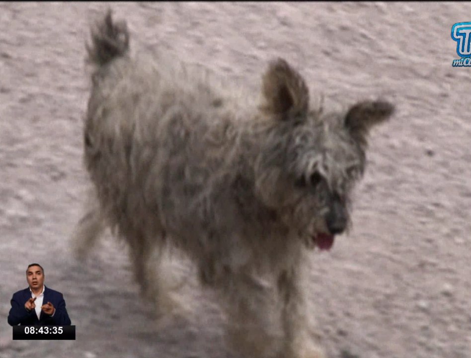 Más de 30 perros mueren en diferentes refugios tras ingerir alimentos envenenados
