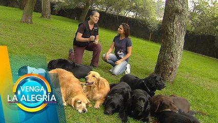 Conoce a los perros de asistencia. | Venga La Alegría