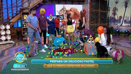 ¡Fiesta de pelos! ¡Festeja así a tu mascota en su cumpleaños! | Venga La Alegría