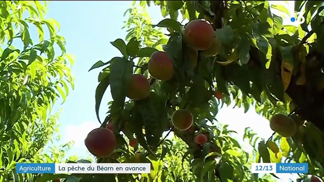 Pyrénées-Atlantiques : des pêches en avance et en nombre