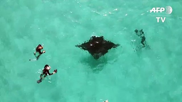 Verletzter Manta bittet Taucher um Hilfe