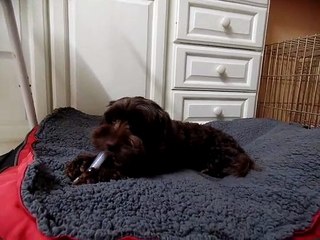 zoe chewing bone