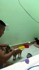 Pets Putting on Their PJs