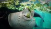 This stingray eating lettuce is oddly satisfying to watch