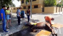 Caballo sufre golpe de calor en sur de Tamaulipas