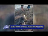 Captan la muerte de una tortuga marina en el Mar de Cortés | De Pisa y Corre