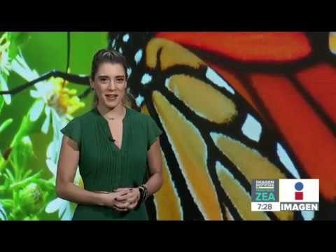49 comunidades trabajan programas para el rescate de mariposas | Noticias con Francisco Zea