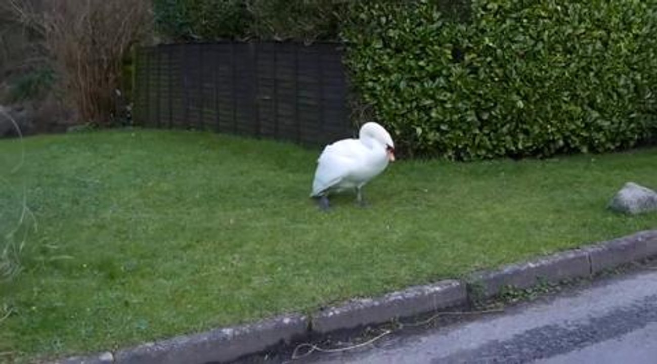 Elderly fight off swans