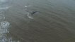 Sperm Whale off the Norfolk coast