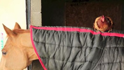 An ex-racing horse and a chicken have struck up a stable friendship
