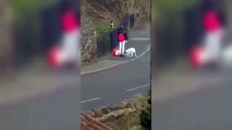 Woman filmed kicking dog on street