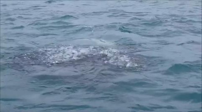 Dolphin feeding frenzy