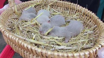 Otter cubs born at Washington Wetland Centre
