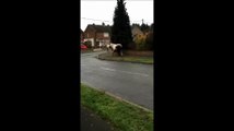 Horses on the loose in Blaxton