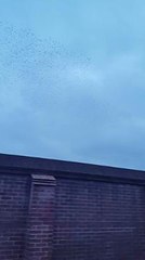 Starlings in the skies