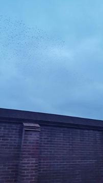 Starlings in the skies