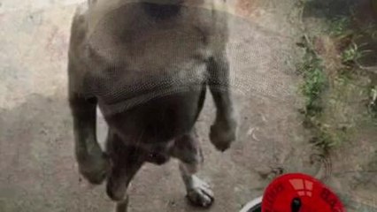 Martin Colman calls on Barnsley fans to wear flat caps to Wembley