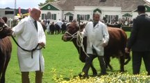 Great Yorkshire Show: Cattle Parade