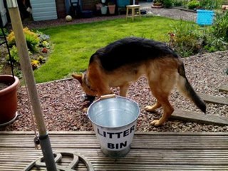 Rosey the litter-picking dog