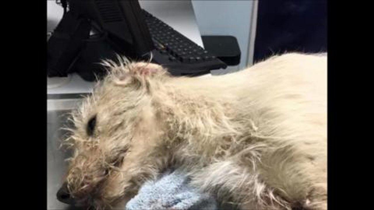 The dog was so ill when he was found on Sunday afternoon he was unable even to lift his head.