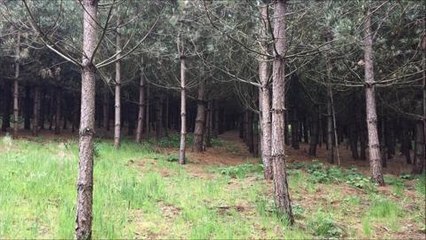 Sex assault in Worksop