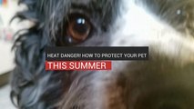 Heat Danger! How To Protect Your Pet This Summer