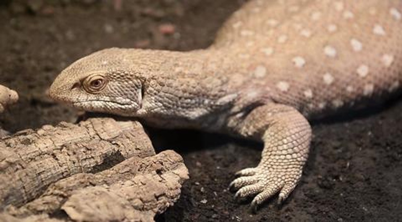 Pet lizard goes for walk