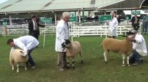 Great Yorkshire Show: Sheep