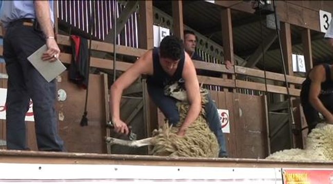 Gt Yorkshire Show sheep shearing