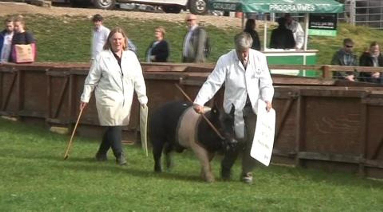 Great Yorkshire Show: Pigs