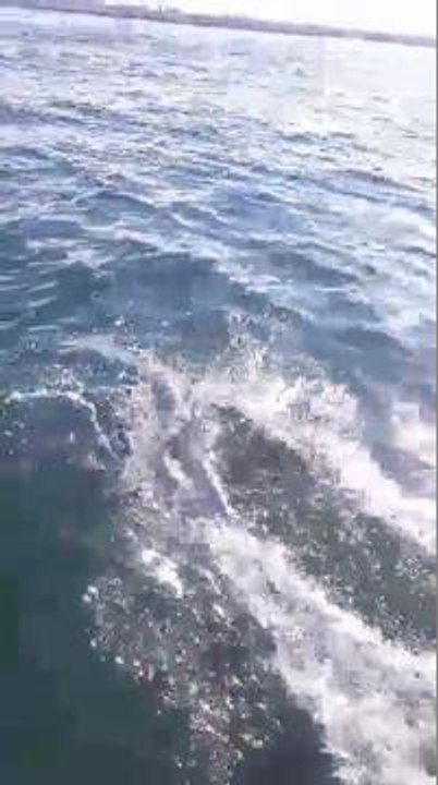 Watch: Dolphins swimming just off Roker Pier