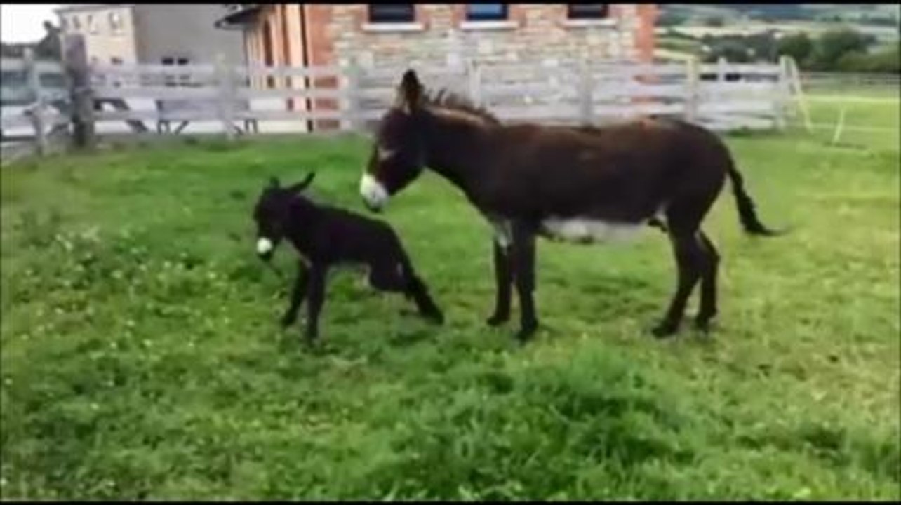 Can you help Timmy the donkey?