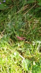 Rare pink grasshopper spotted