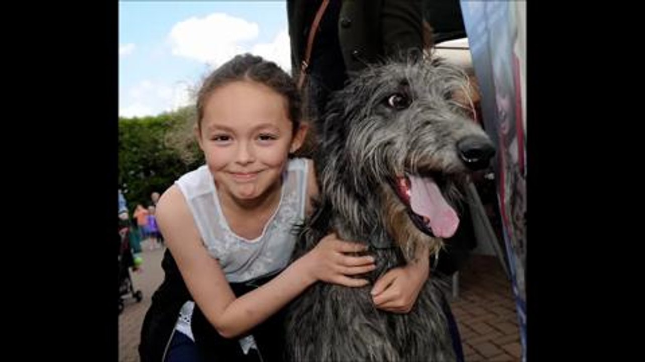 Apex Vets fun day
