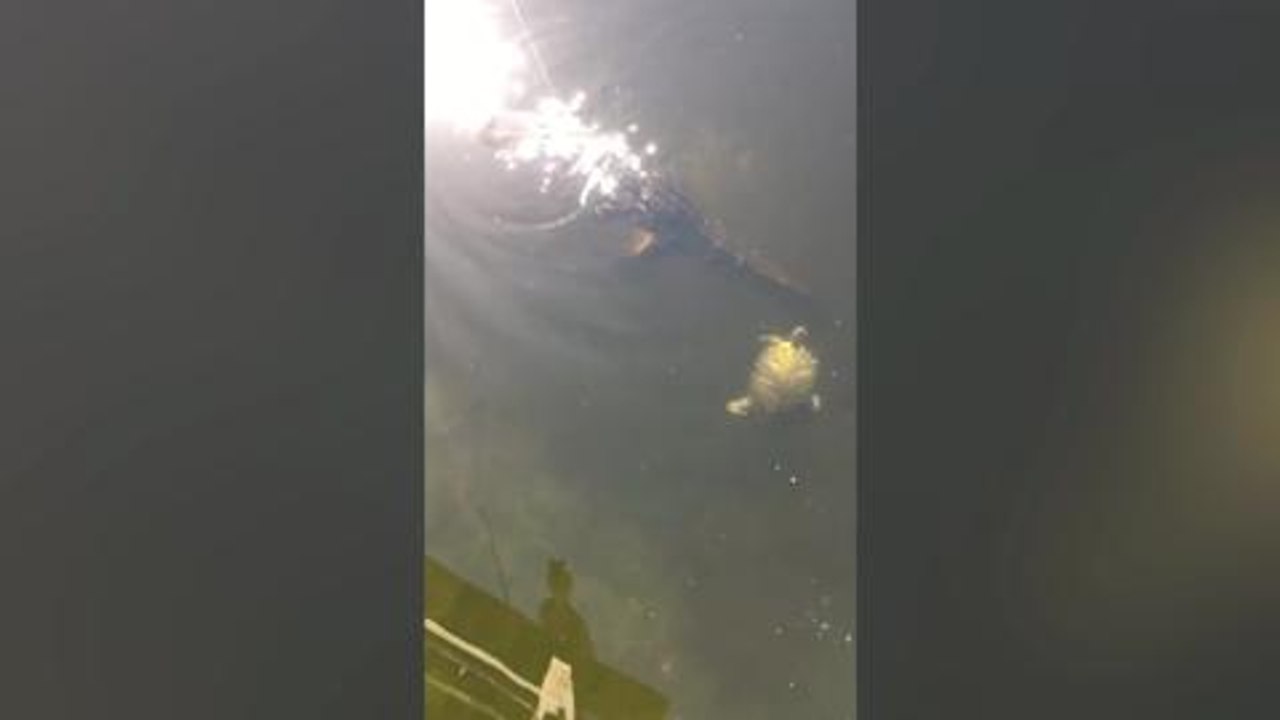 Scots angler battles off alligator
