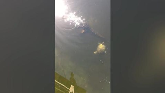 Scots angler battles off alligator