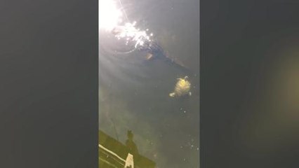 Scots angler battles off alligator