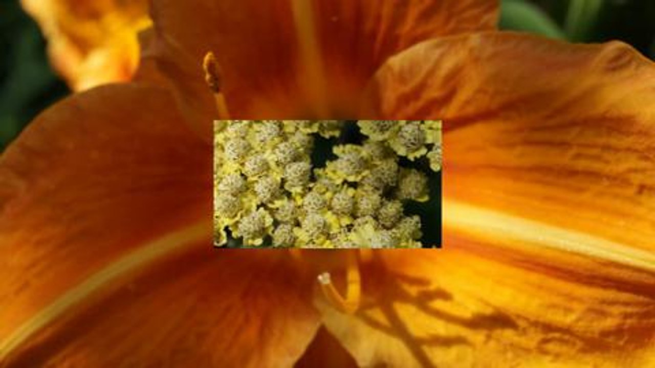 Open gardens 2016
