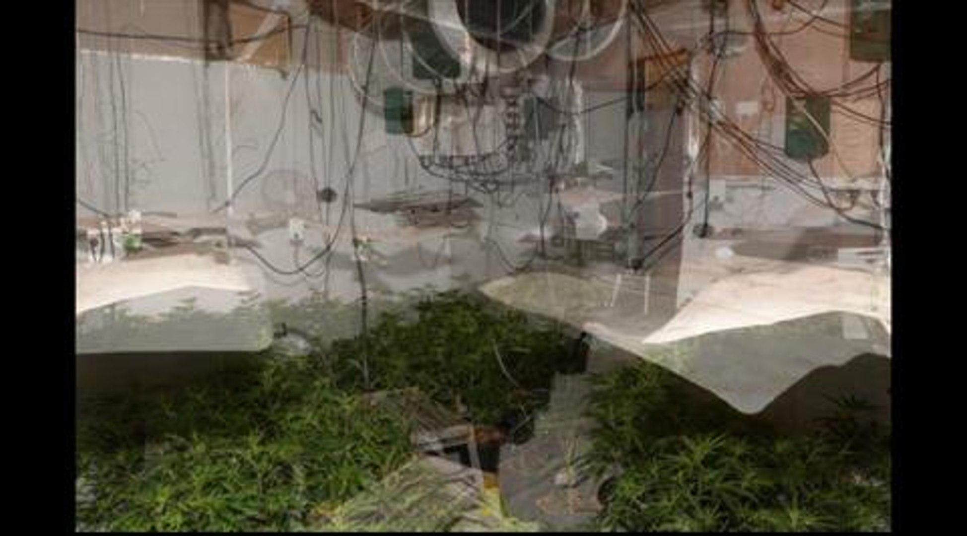 ⁣Cannabis Farm Leeds