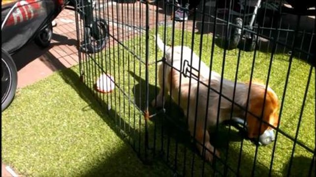 Police puppies visit Sunderland
