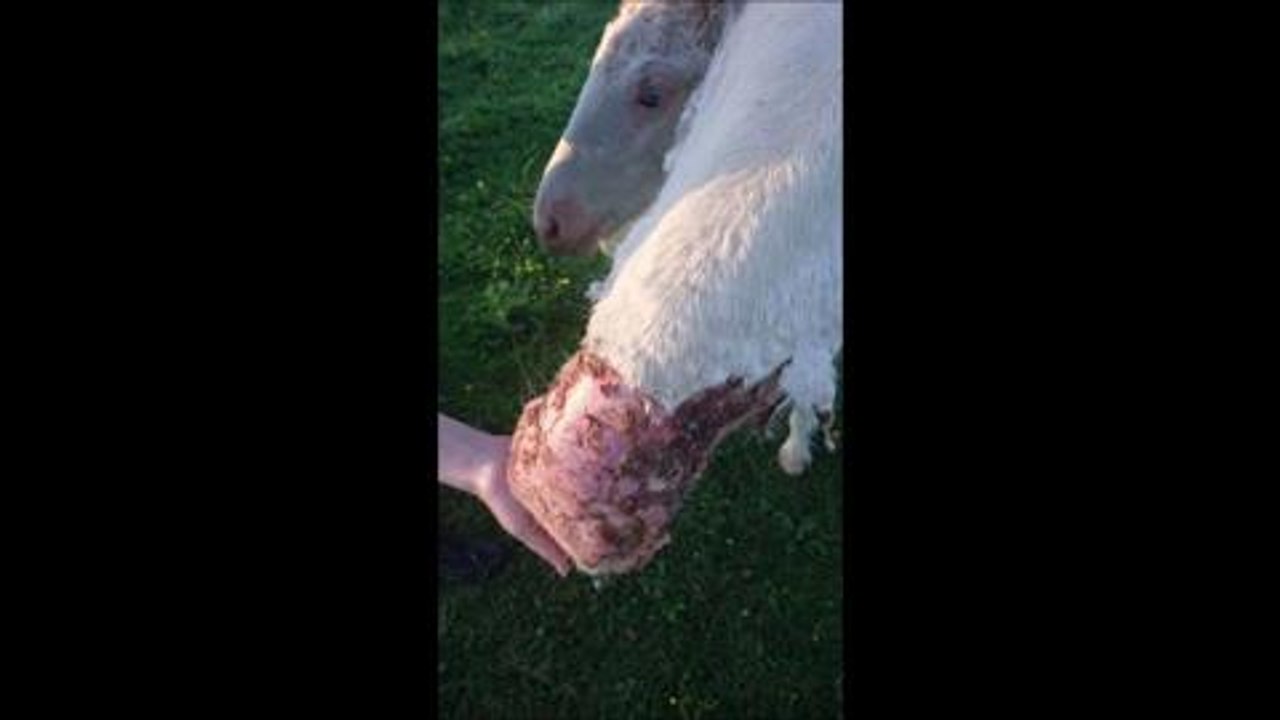 Video: Horse cruelty