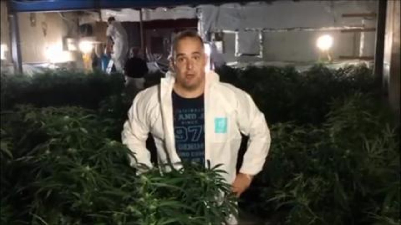 £600k cannabis farm in Friday Bridge