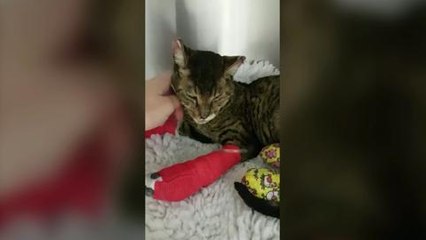 Cat caught in bonfire accident