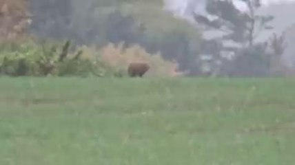 Big cat unmasked as pet