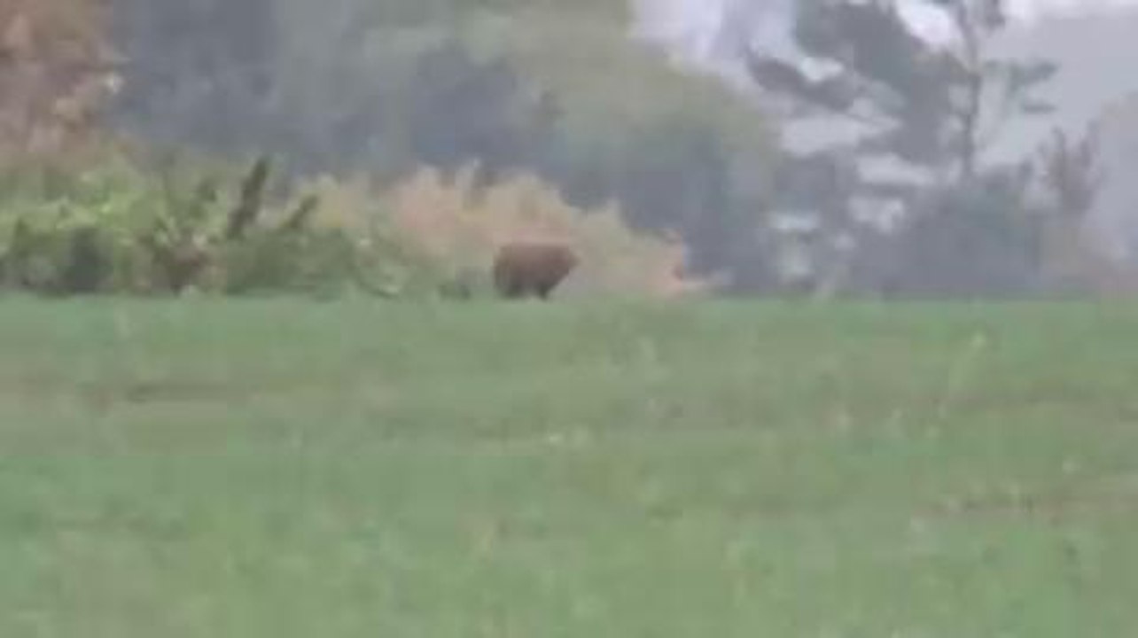 Big cat unmasked as pet