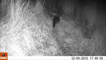 Otters at Murton Trust