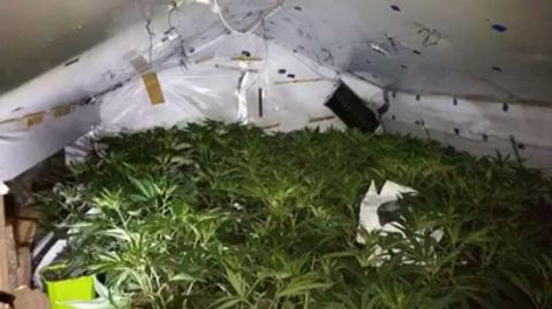 ⁣Cannabis cultivation set up